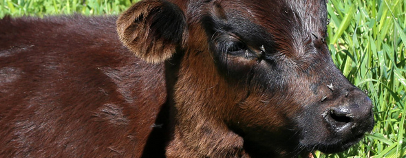 sensibilité des animaux