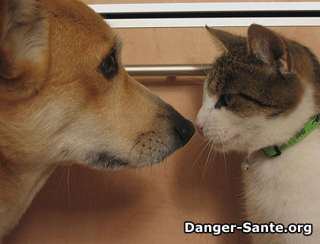 asthme chat chien photo