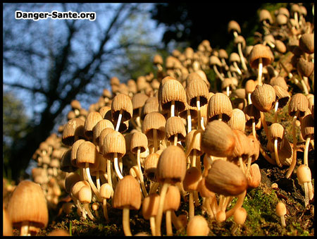 drogue champignons hallucinogènes