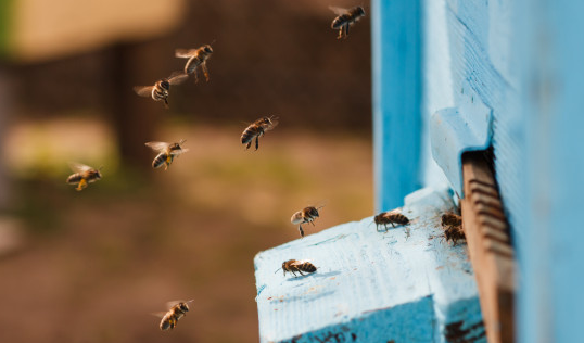 Soin avec les abeilles